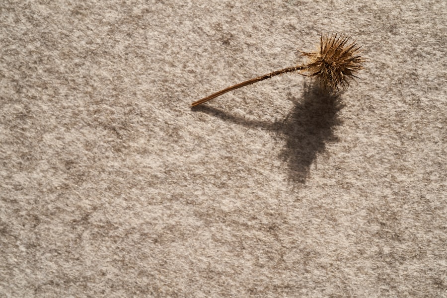 Carpet Cleaning Prices